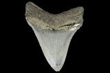 Serrated, Fossil Megalodon Tooth - Georgia #142350-1